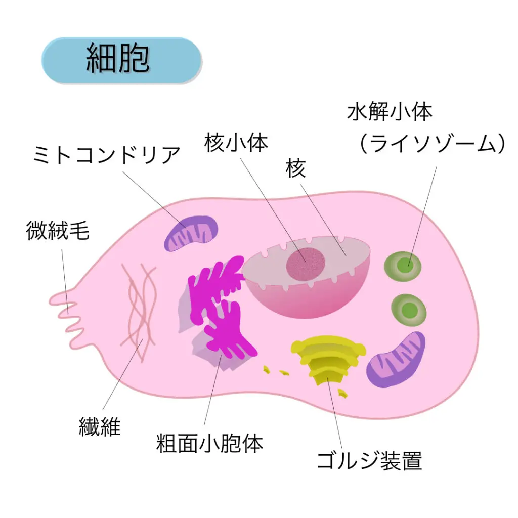 量子水の効果 - 株式会社 ウエルネス