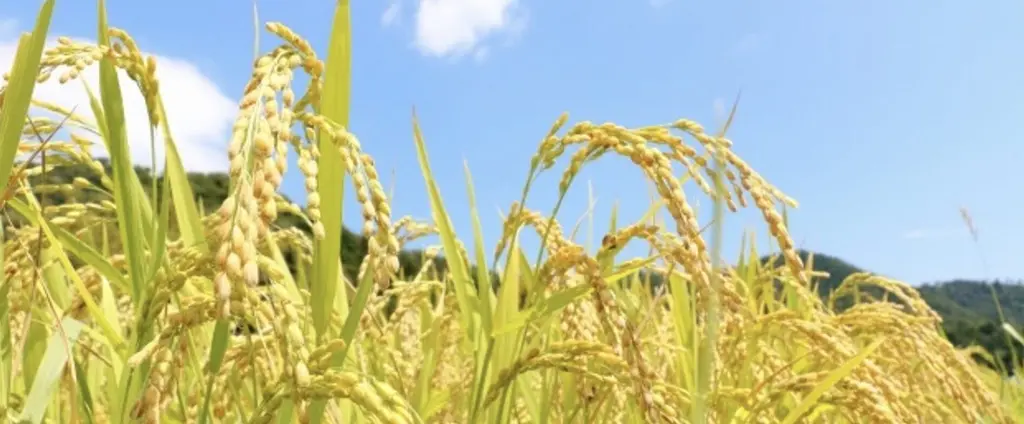 株式会社 ウエルネス